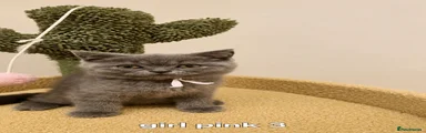 British Shorthair 7