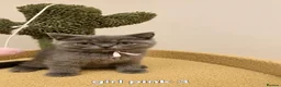 British Shorthair cats for sale: 8 Beautiful British Shorthair Kittens  - Advert 8