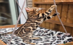 Bengal cats for sale: Gorgeous Hot Brown Bengal Queen  - Image 6