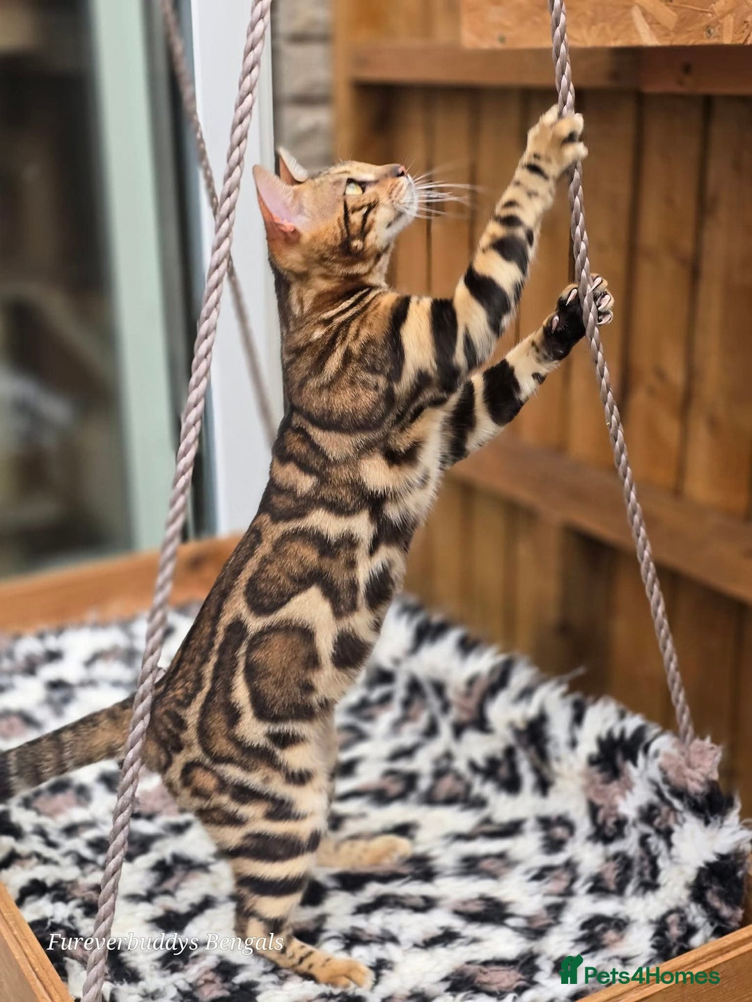 Bengal cats for sale: Gorgeous Hot Brown Bengal Queen  - Image 6