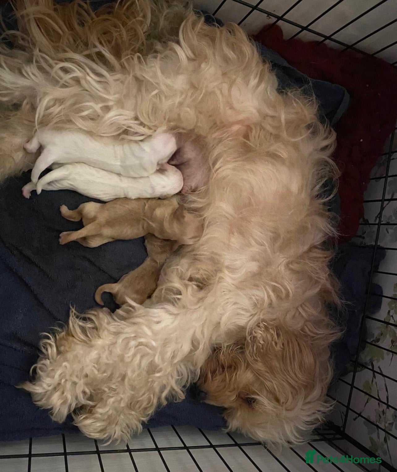 Mixed Breed dogs FLUFFY LOVING and FUN TOY COCKAPOO PUPPIES - Advert 2