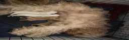 Mixed Breed dogs for sale: FLUFFY LOVING and FUN TOY COCKAPOO PUPPIES in Folkestone - Advert 2