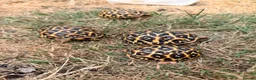 Tortoise reptiles for sale: Indian star tortoise  - Advert 7