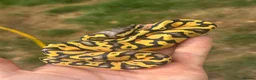 Python Snake reptiles for sale: Super Pastel het pied  - Advert 2