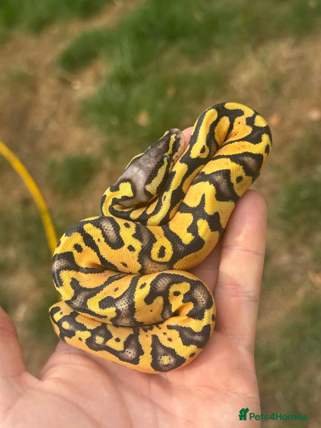 Python Snake reptiles for sale: Super Pastel het pied  - Advert 2