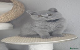 British Shorthair cats for sale: (READY NOW) Show Quality Champions 🥇🏆BSH GCCF - Image 14