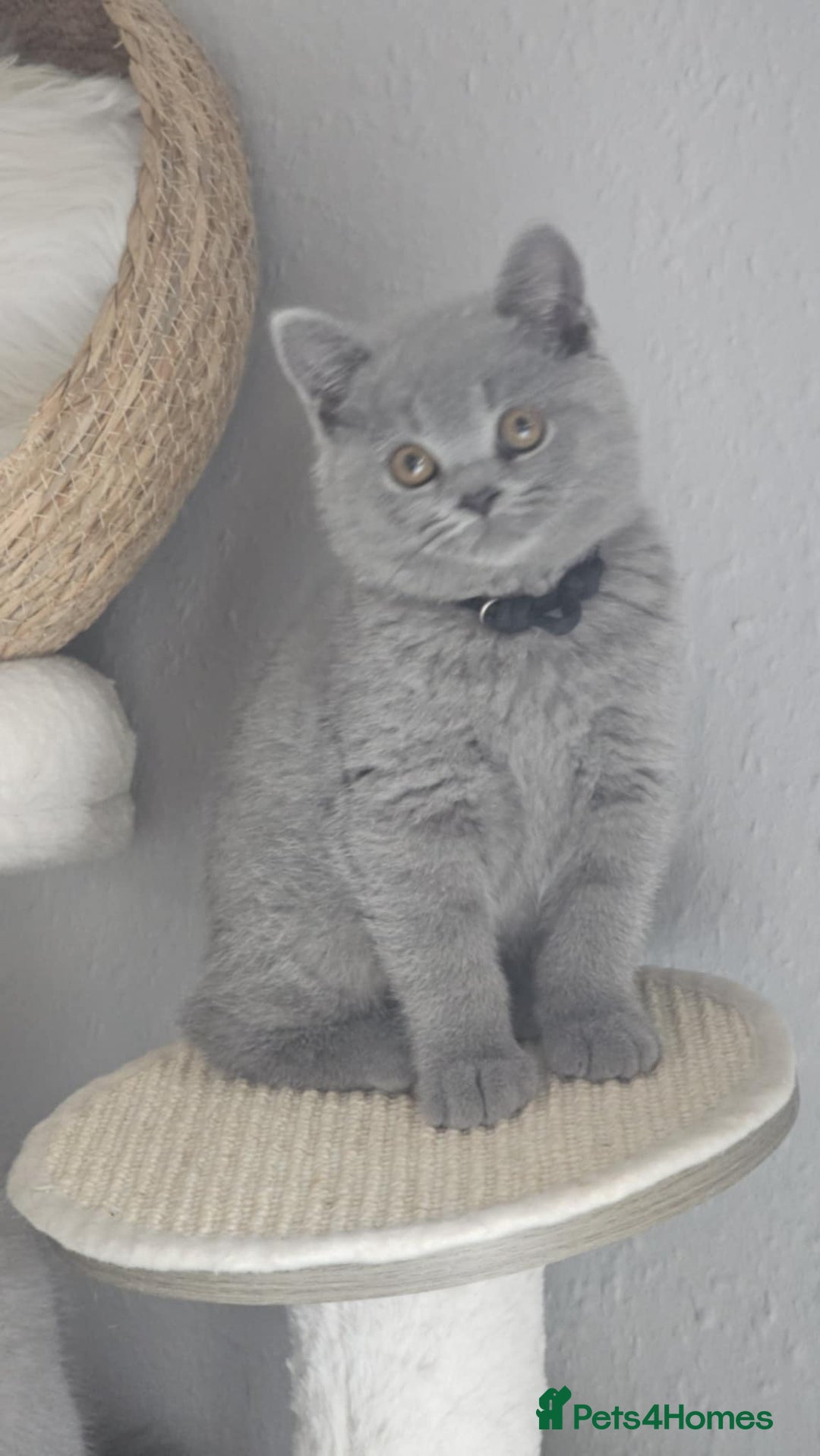 British Shorthair cats for sale: (READY NOW) Show Quality Champions 🥇🏆BSH GCCF - Image 14