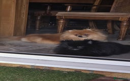 Pomeranian dogs for sale:  KC REGISTERED female - Image 15