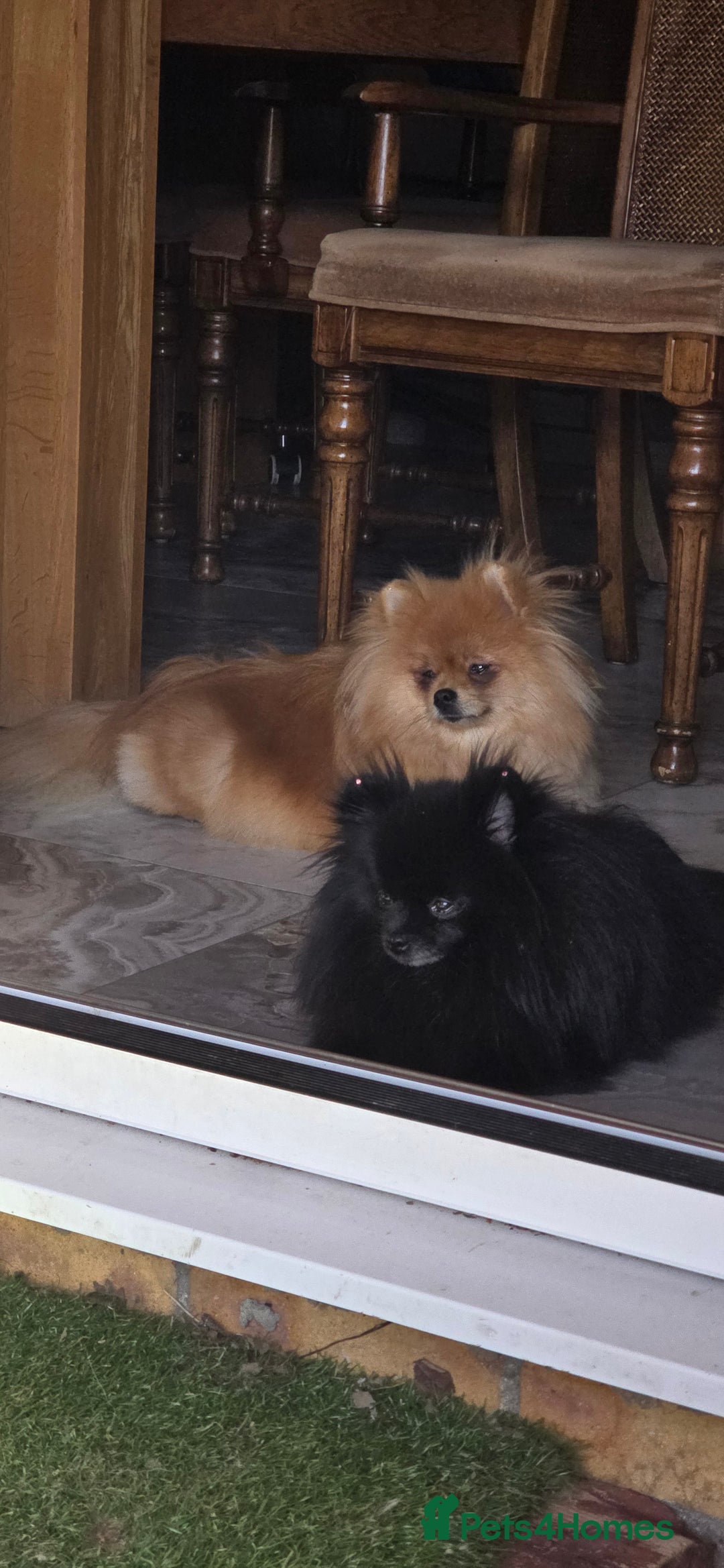 Pomeranian dogs for sale:  KC REGISTERED female - Image 15