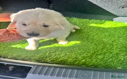Golden Retriever dogs for sale: CREAM KC REG GOLDEN RETRIEVER TOP BLOODLINE  - Image 3