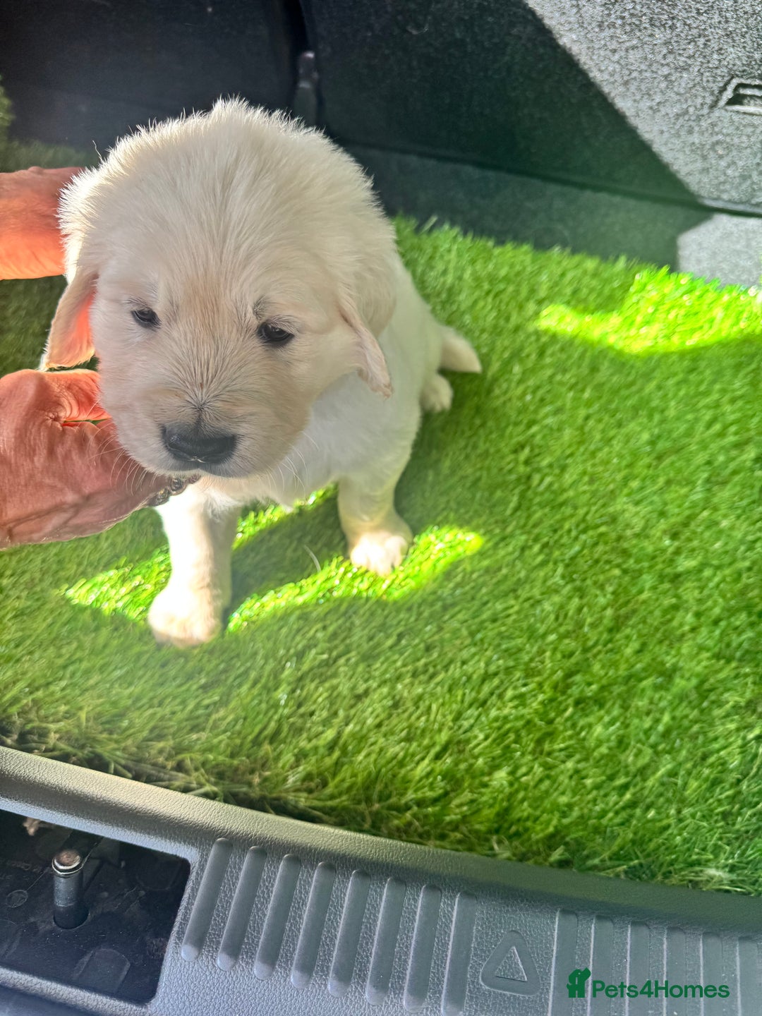 Golden Retriever dogs for sale: CREAM KC REG GOLDEN RETRIEVER TOP BLOODLINE  - Image 3