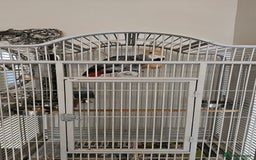 Parrots birds for sale: African grey  - Image 4