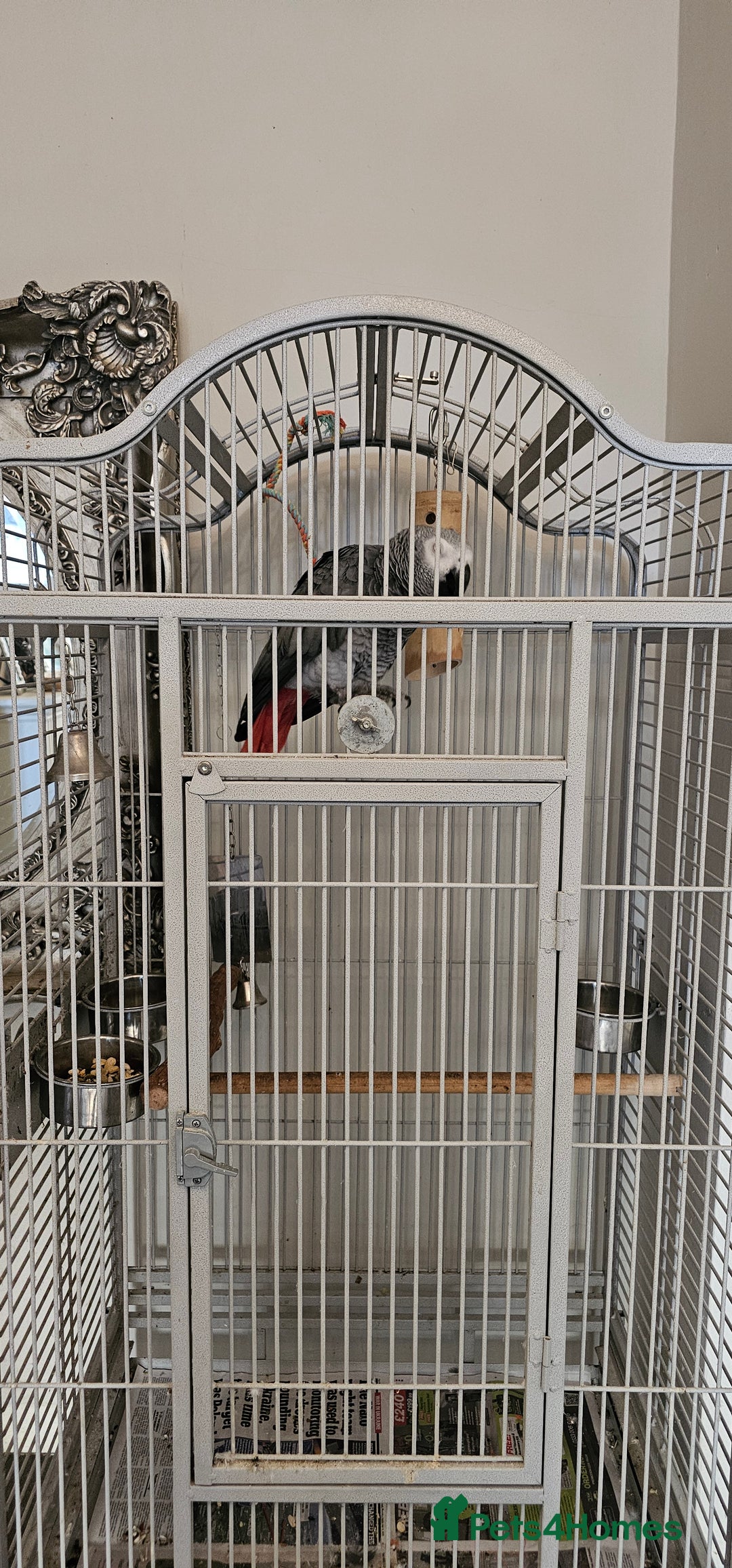 Parrots birds for sale: African grey  - Image 4
