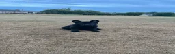 German Shepherd dogs for sale: Puppy for sale  - Advert 3