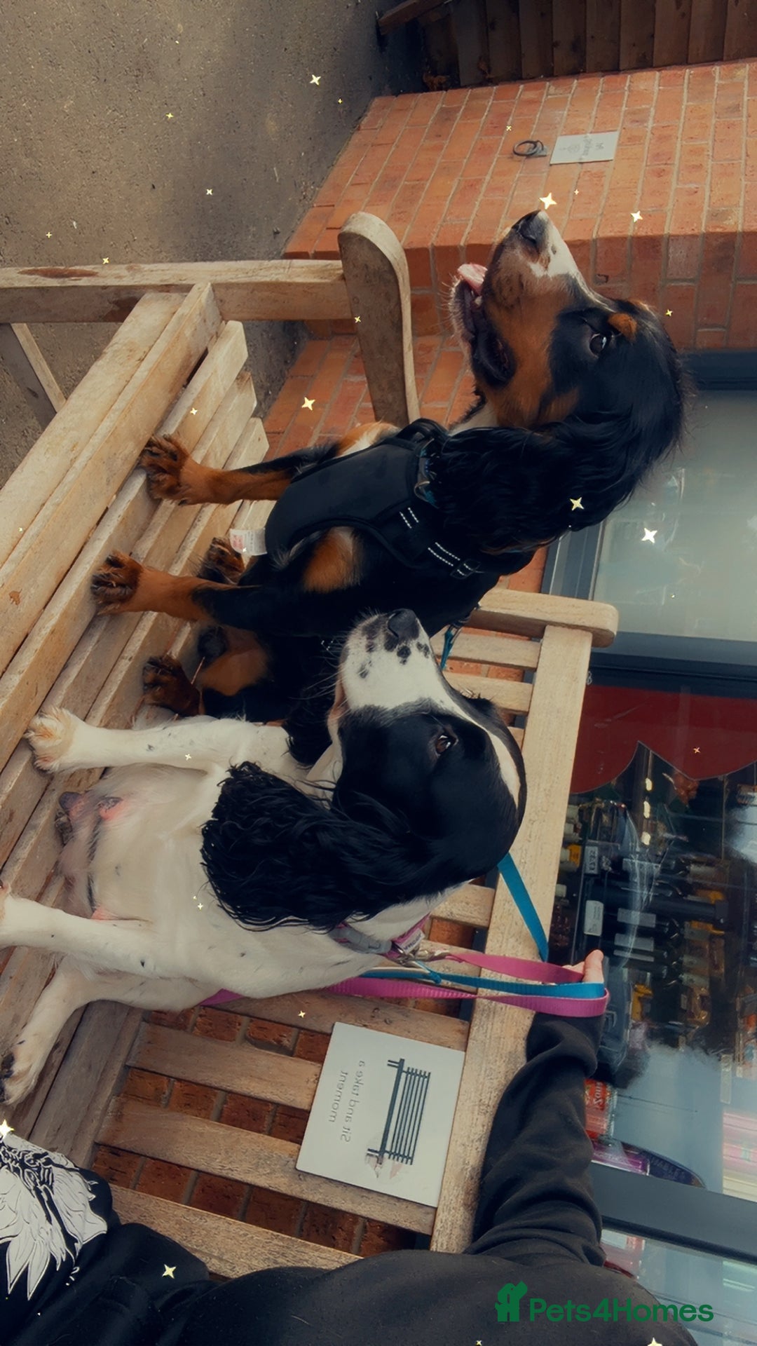 Cocker Spaniel dogs for sale: Looking for an active home  - Advert 4