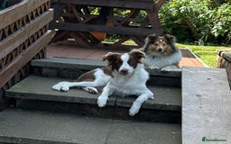 Border Collie dogs for sale: KC Reg Red Border Collie - Image 11