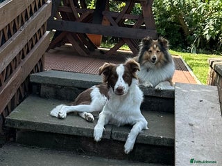 Border Collie dogs - Advert 10