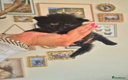 Mixed Breed cats for sale: Super friendly, fluffy kittens! 😻 - Image 22