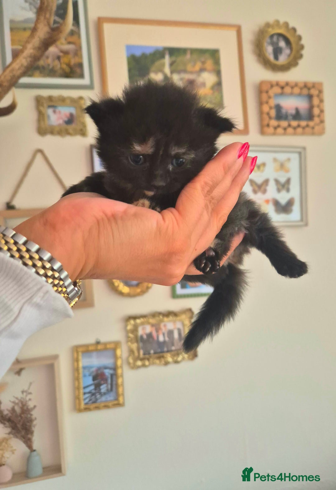 Mixed Breed cats for sale: Super friendly, fluffy kittens! 😻 - Image 22