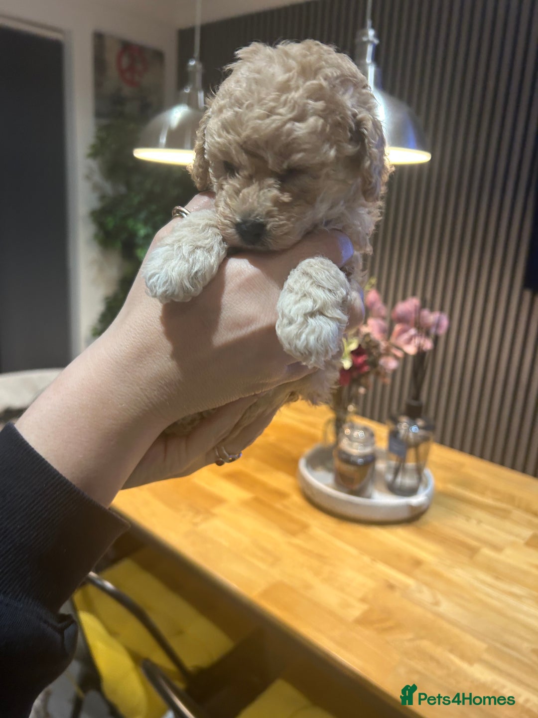 Toy Poodle dogs for sale: Stunning KC reg toy poodles  - Image 7