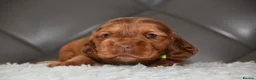 Cocker Spaniel dogs for sale: Kc Reg Show Type Cocker Spaniel  Health Tested - Advert 3
