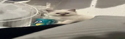 Ragdoll cats for sale: Beautiful ragdoll kittens - Advert 8