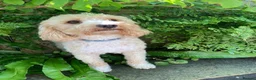 Cavapoochon dogs for sale: Gorgeous F1b Cavapoochon puppies - Advert 2