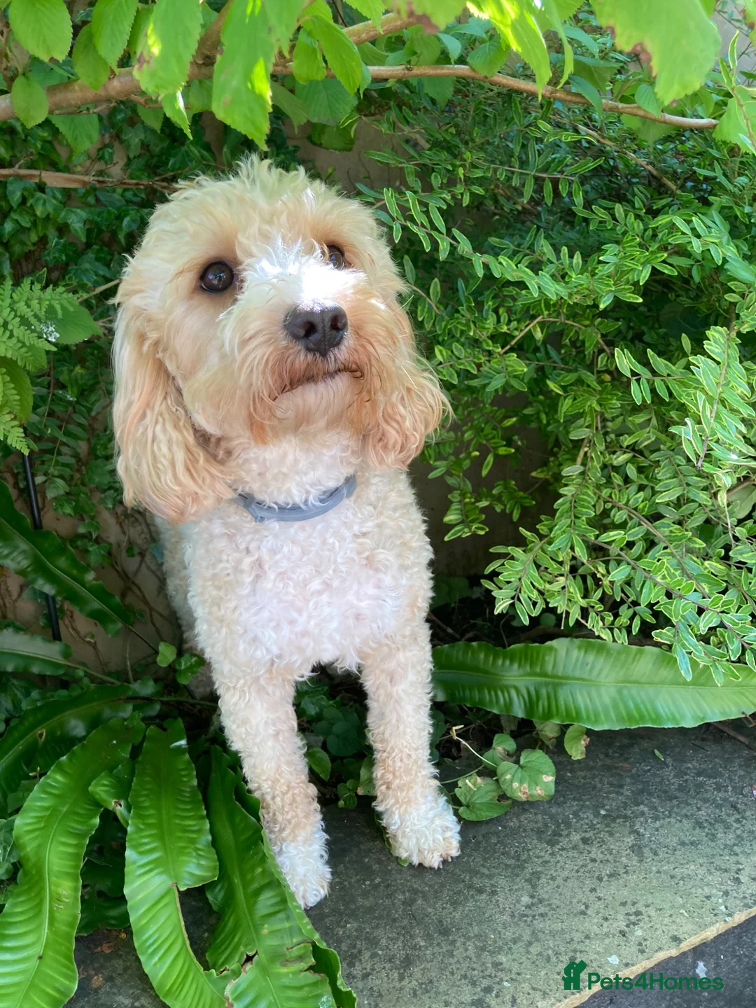 Cavapoochon dogs for sale: Gorgeous F1b Cavapoochon puppies - Advert 2