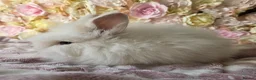 Angora rabbits for sale: Teddywidder bunnies - Advert 14
