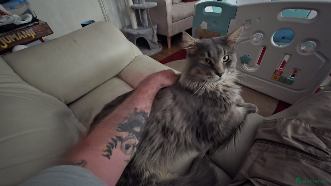 Maine Coon cats for sale: Tica maine coon kitten  - Advert 24