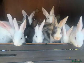 Mixed Breed rabbits New Zealand Doe cross German Giant Buck - Advert 13