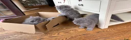 British Longhair cats for sale: British Longhair kittens GCCF Registered.  - Advert 11