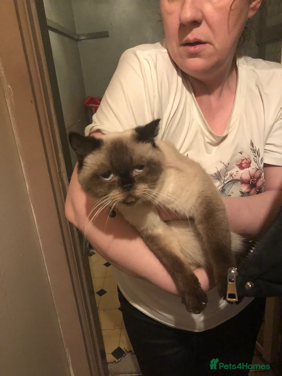 British Shorthair cats for sale: Lovely British shorthair  - Advert 2