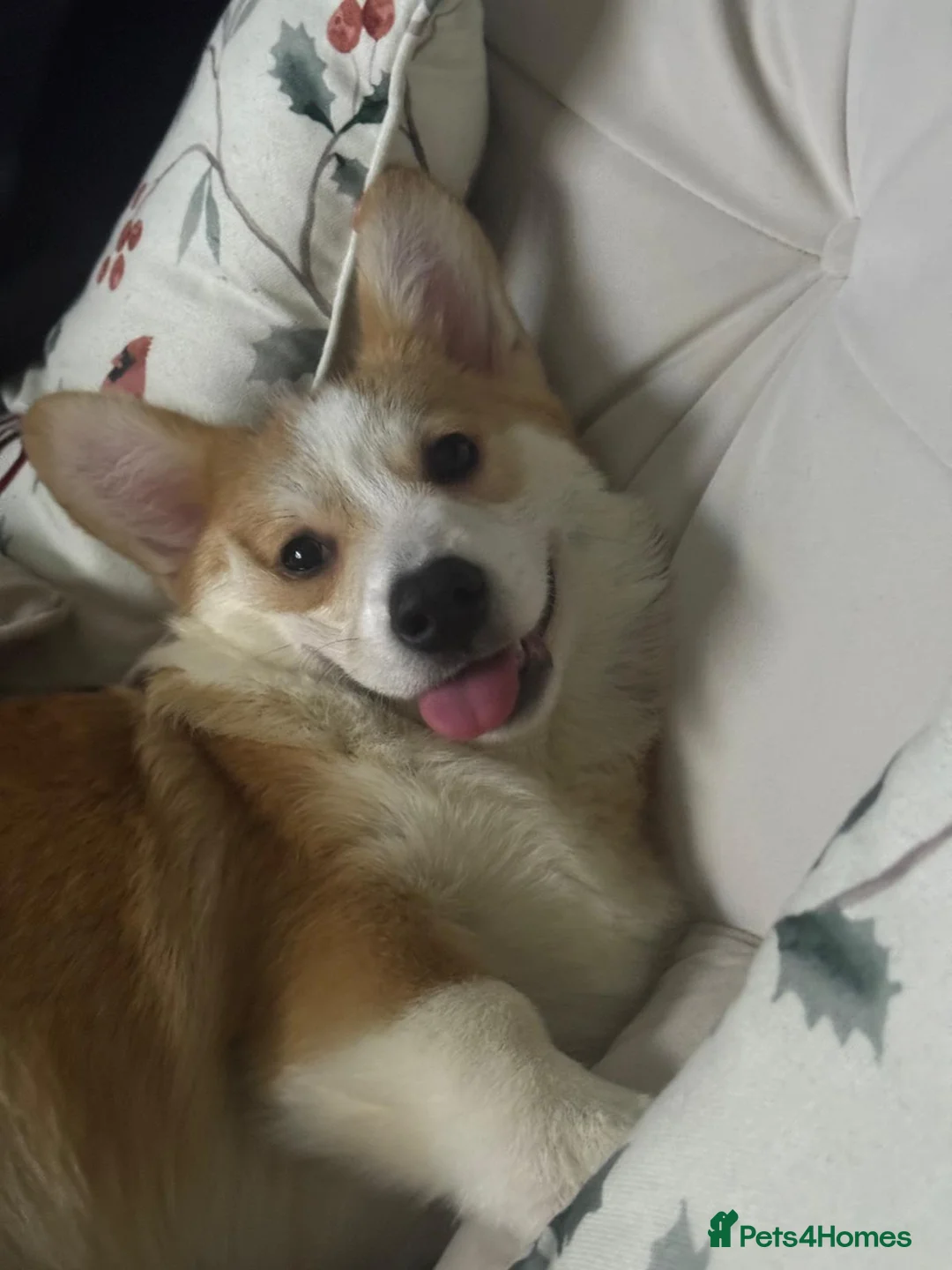 Welsh Corgi Pembroke dogs for sale: Welsh Pembrokeshire Corgi - Advert 3