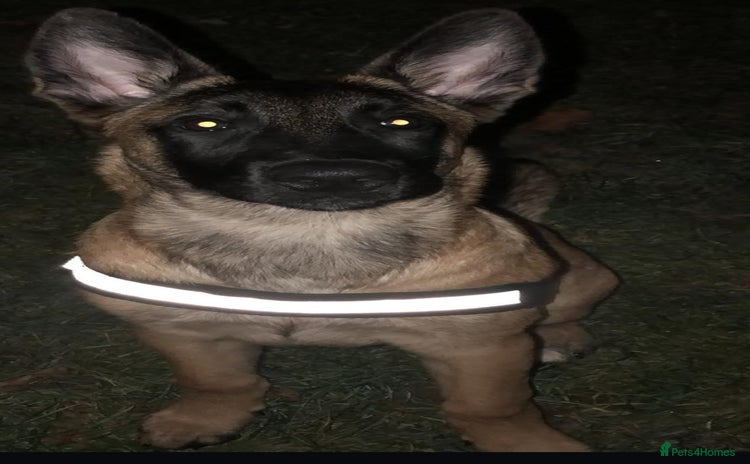 Belgian Shepherd Dog dogs Belgium Malinois  - Advert 7