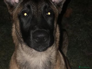 Belgian Shepherd Dog dogs Belgium Malinois - Advert 5