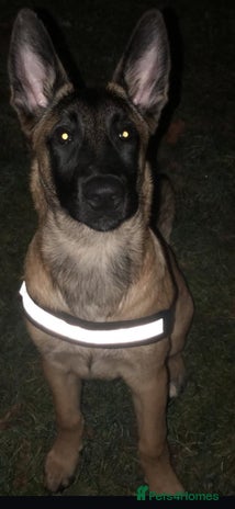 Belgian Shepherd Dog dogs Belgium Malinois - Advert 1