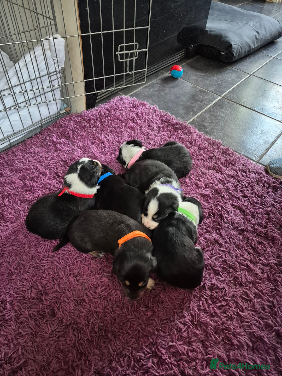 Mixed Breed dogs for sale: Collie x Kelpie Puppies ready to go 28th December  - Advert 3