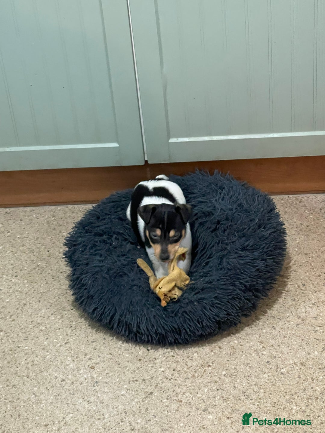 Jack Russell dogs for sale: Jack Russell pups for sale  - Advert 4