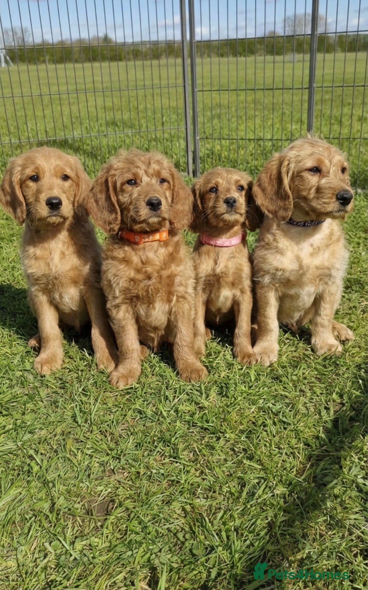 Labradoodle dogs ⭐️Fully Health Tested F1 Miniature Labradoodles⭐️  - Advert 1