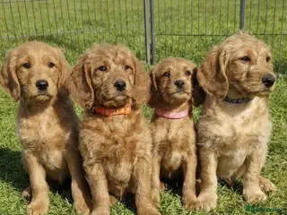 Labradoodle dogs ⭐️Fully Health Tested F1 Miniature Labradoodles⭐️ - Advert 1