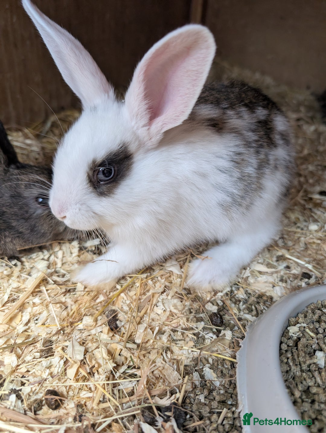 Mixed Breed rabbits for sale: Lots of bunnies for sale  - Image 4