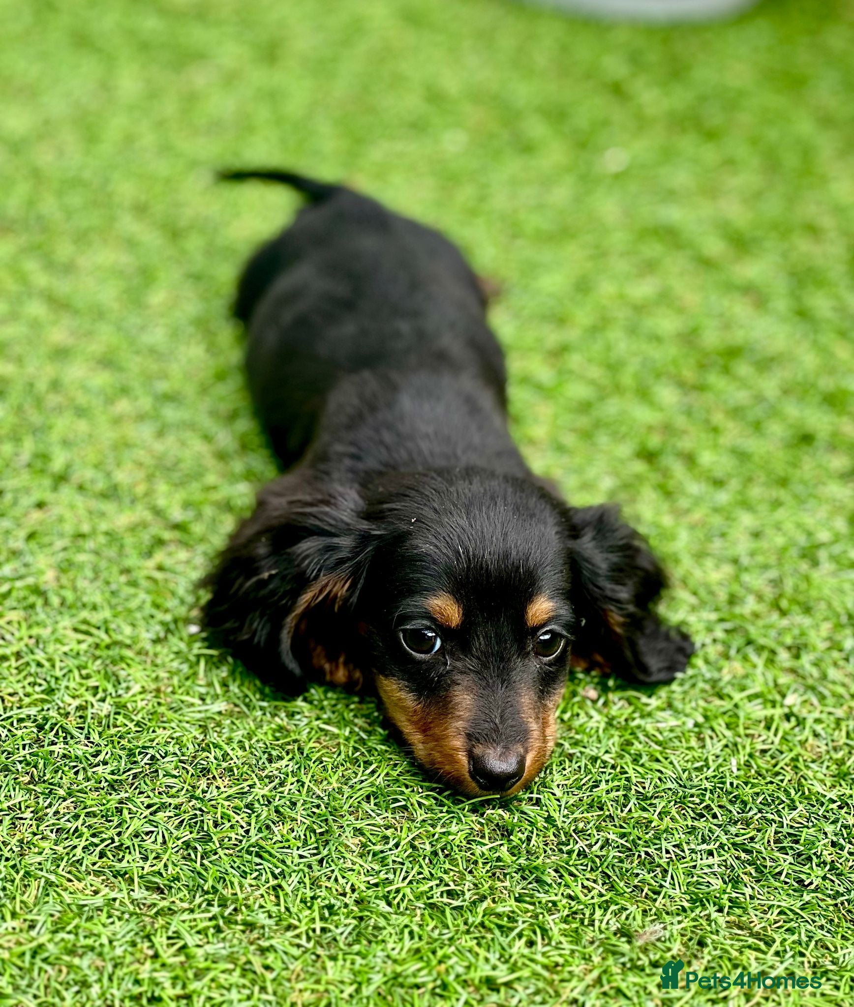 Miniature Dachshund dogs Long haired dachshund puppies  - Advert 2