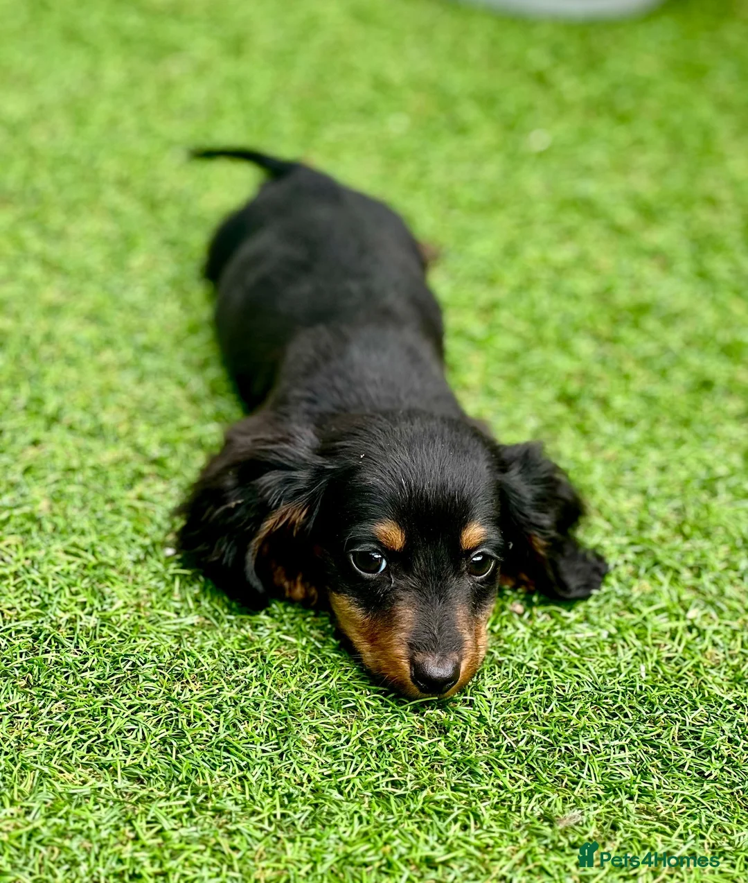 Miniature Dachshund dogs for sale: Long haired dachshund puppies  - Advert 1