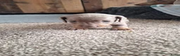 Miniature Dachshund dogs for sale: Outstanding KC Reg Mini Dachshund Puppies   in Wigan - Advert 11