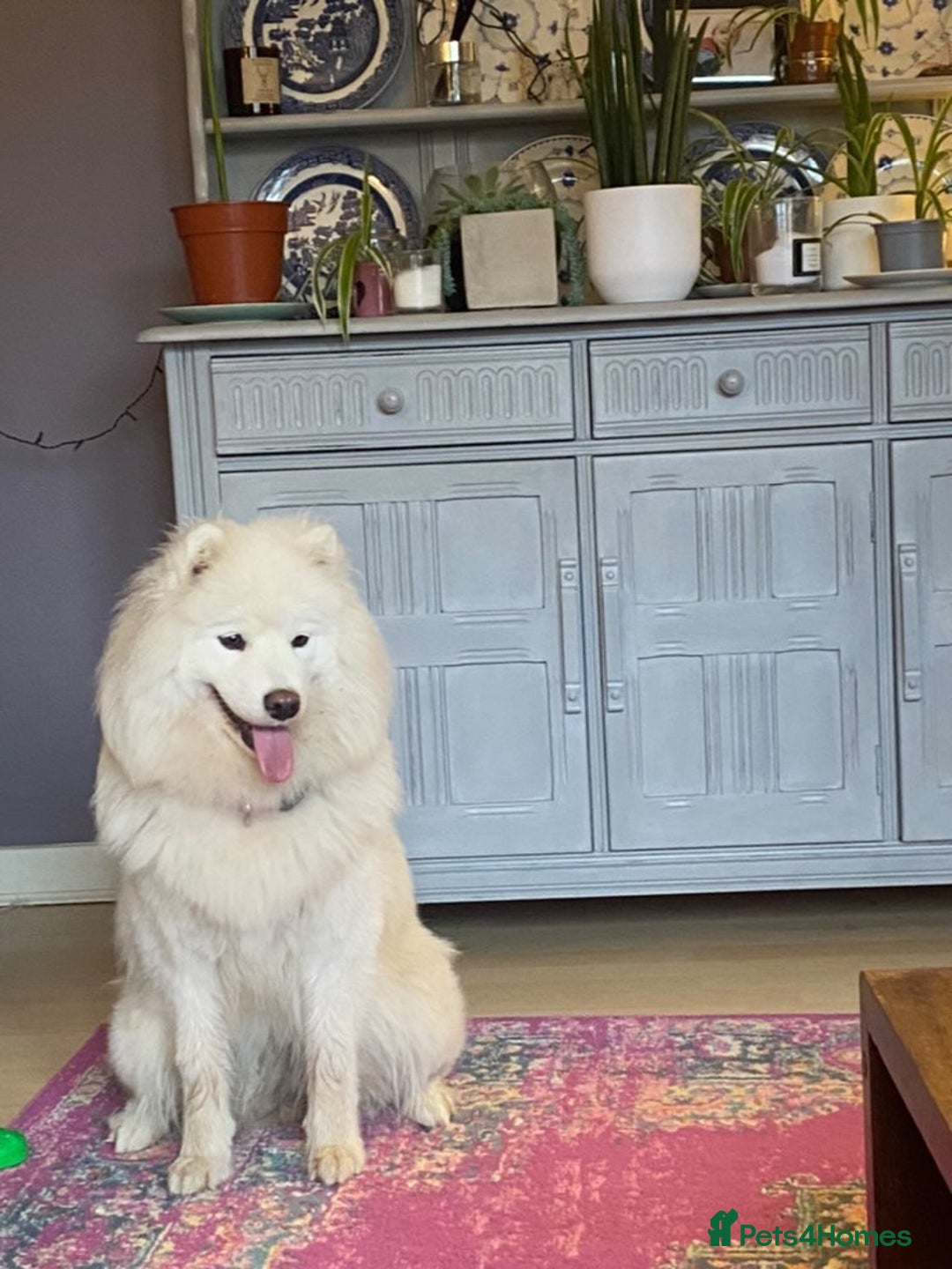 Samoyed dogs for sale: Beautiful Samoyed female  - Advert 3