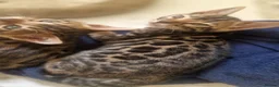 Bengal cats for sale: ⭐️Bengal kittens⭐️ in Cambridge - Advert 7