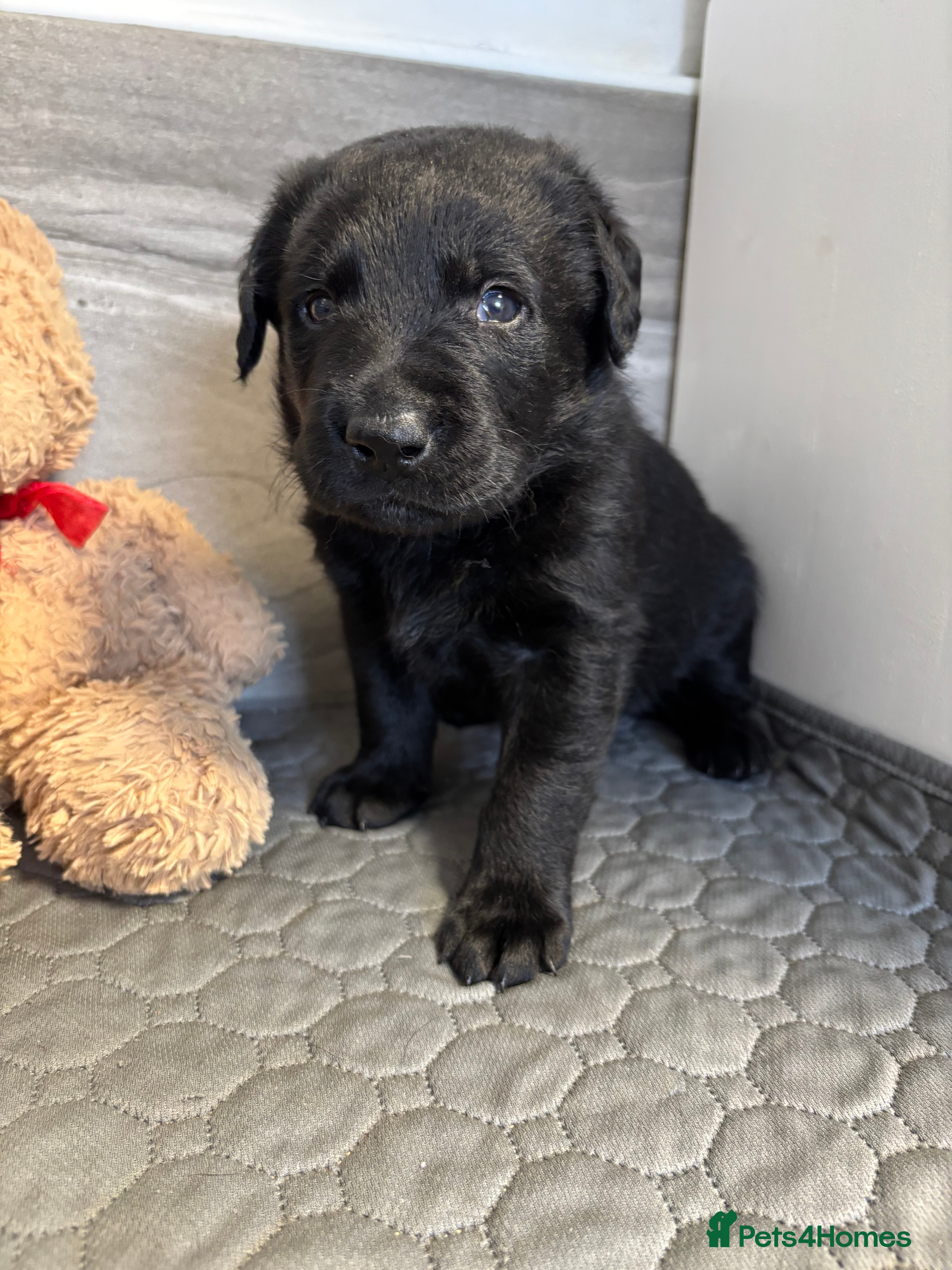 Labrador Retriever dogs Beautiful KC Registered Chunky Black Lab puppies  - Advert 2
