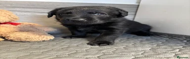 Labrador Retriever 3