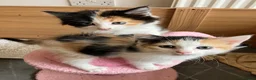 Mixed Breed cats for sale: Litter of 4 beautiful kittens  - Advert 20
